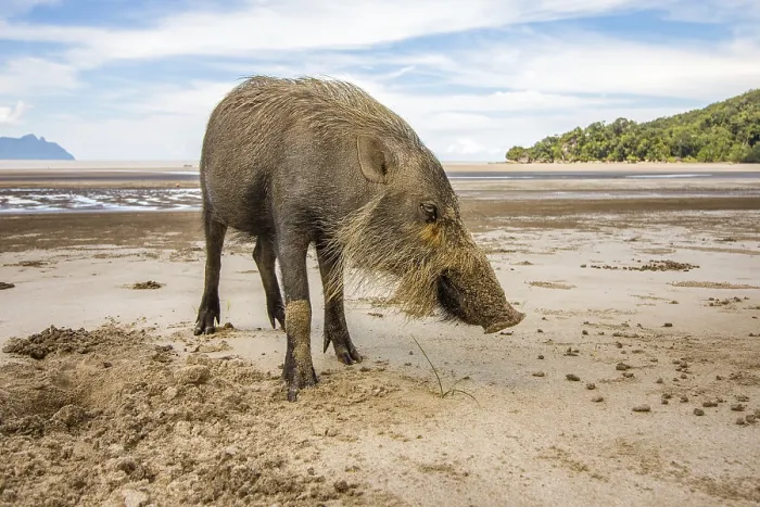 Framed Print : This wild bornean bearded pig, Sus Barbatus Framed Print : This wild bornean bearded pig, Sus Barbatus