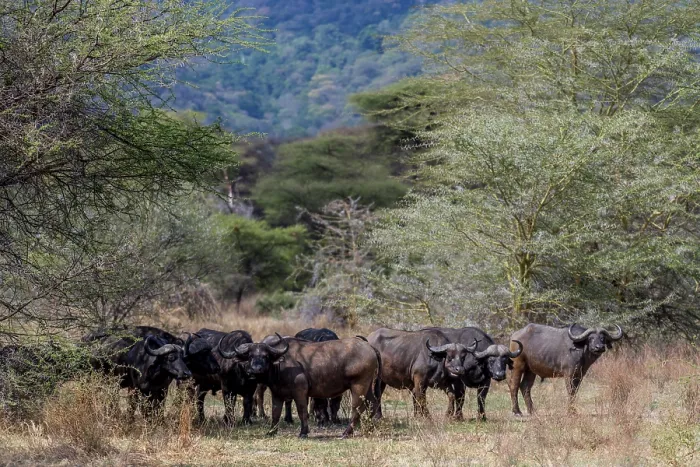 Framed Print : Wild buffalo in the savannah of Africa