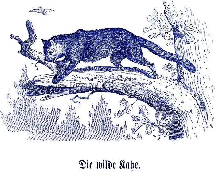 Framed Print : Wild cat, Hubertus hunting and hunting scenes Framed Print : Wild cat, Hubertus hunting and hunting scenes