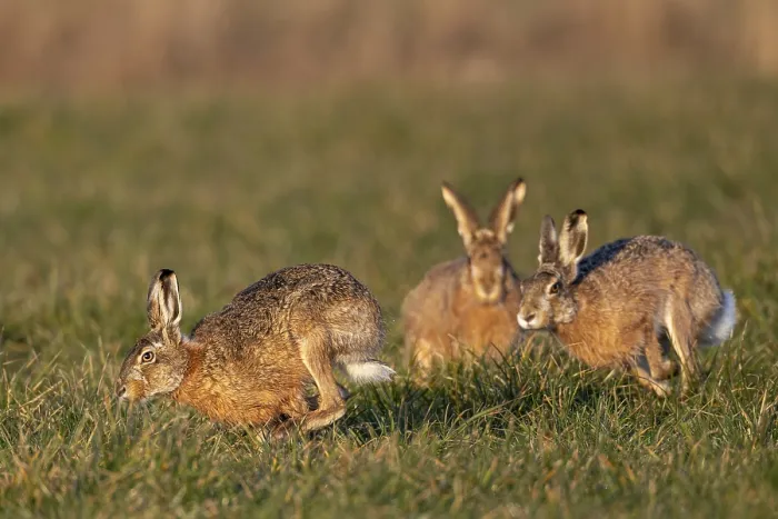 Framed Print : In a wild chase, the bucks circle the female hare (Lepus europaeus)