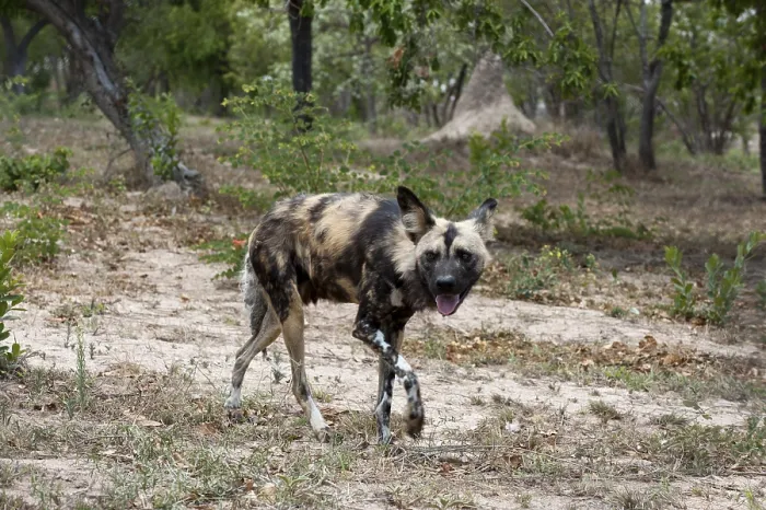 Framed Print : Wild Dog (Lycaon pictus), captive Framed Print : Wild Dog (Lycaon pictus), captive