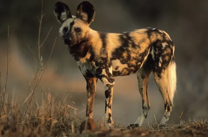 Framed Print : Wild Dog (Lycaon pictus), Kruger National Park
