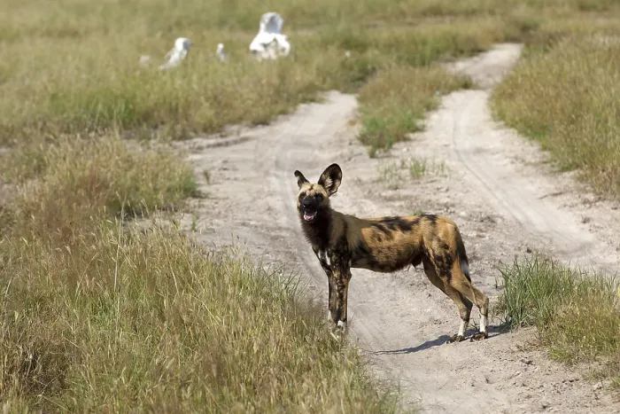 Framed Print : Wild Dogs im Chobe National Park in Botswana