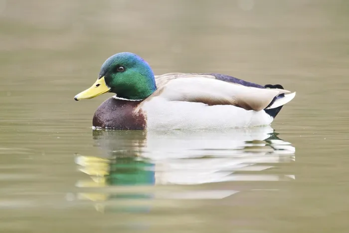 Framed Print : Wild duck (Anas platyrhynchos) Framed Print : Wild duck (Anas platyrhynchos)