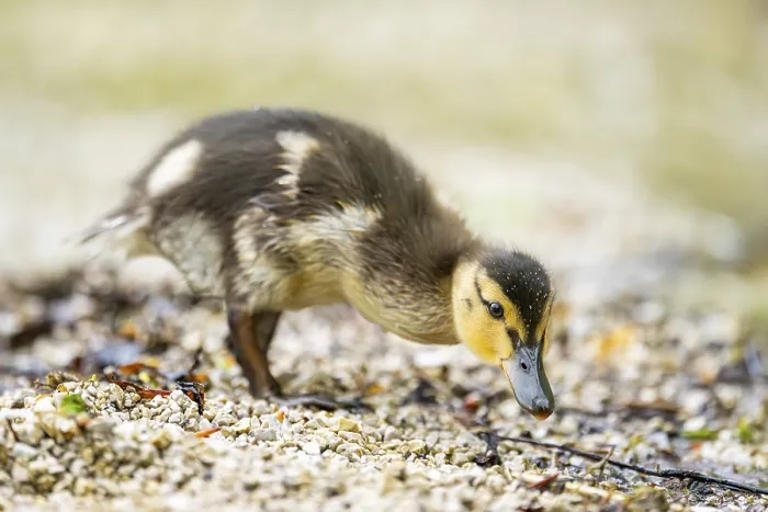 Framed Print : Wild duck (Anas platyrhynchos) chick standing at the schore of a little lake