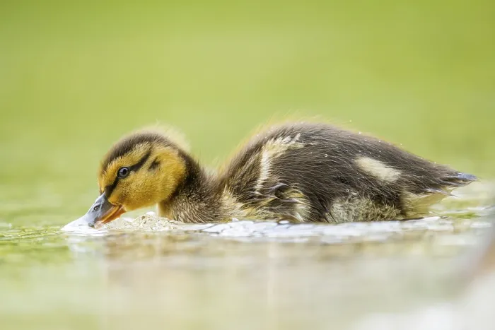 Framed Print : Wild duck (Anas platyrhynchos) chick swimming on a lake Framed Print : Wild duck (Anas platyrhynchos) chick swimming on a lake