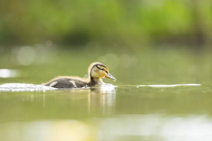 Framed Print : Wild duck (Anas platyrhynchos) chick swimming on a lake Framed Print : Wild duck (Anas platyrhynchos) chick swimming on a lake