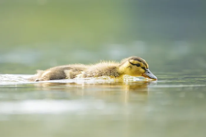 Framed Print : Wild duck (Anas platyrhynchos) chick swimming on a lake Framed Print : Wild duck (Anas platyrhynchos) chick swimming on a lake