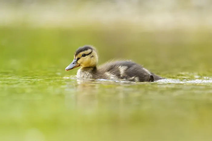 Framed Print : Wild duck (Anas platyrhynchos) chick swimming on a lake