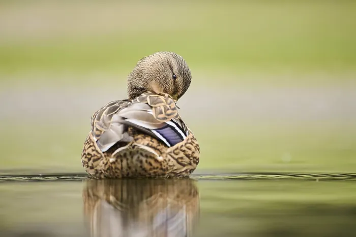 Framed Print : Wild duck (Anas platyrhynchos) female swimming in a lake