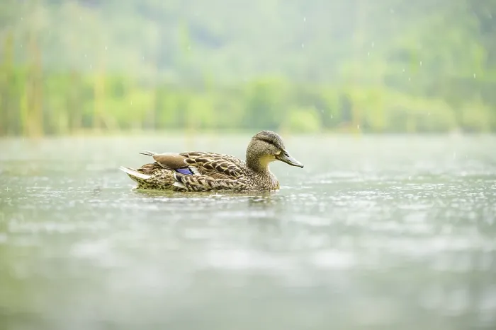 Framed Print : Wild duck (Anas platyrhynchos) female swimming in a lake Framed Print : Wild duck (Anas platyrhynchos) female swimming in a lake