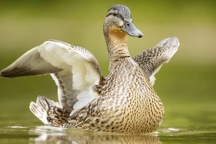 Framed Print : Wild duck (Anas platyrhynchos) female swimming in a lake