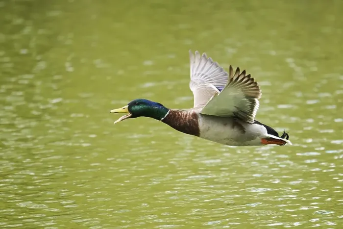 Framed Print : Wild duck (Anas platyrhynchos) flying over the water