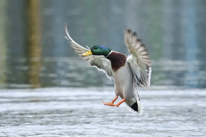 Framed Print : Wild duck (Anas platyrhynchos) male landing in a lake Framed Print : Wild duck (Anas platyrhynchos) male landing in a lake