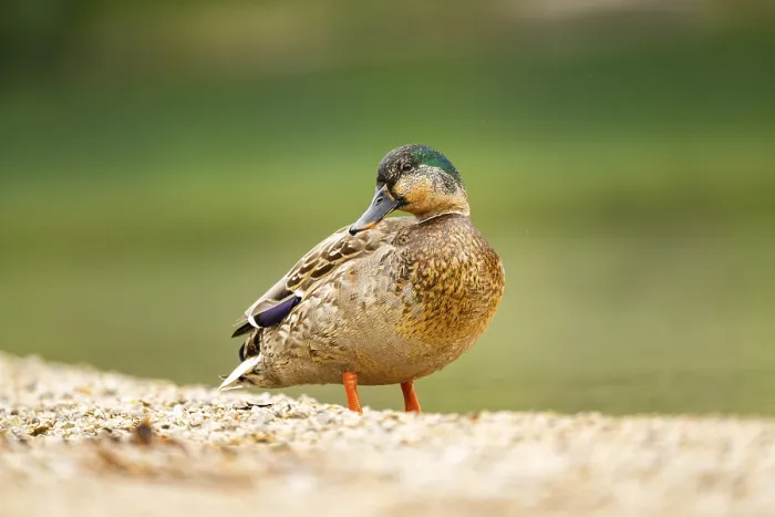 Framed Print : Wild duck (Anas platyrhynchos) male standing on the shore of a lake Framed Print : Wild duck (Anas platyrhynchos) male standing on the shore of a lake