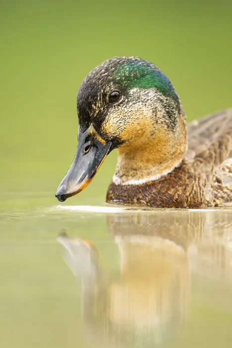 Framed Print : Wild duck (Anas platyrhynchos) male swimming in a lake