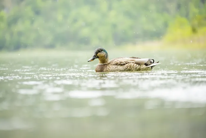 Framed Print : Wild duck (Anas platyrhynchos) male swimming in a lake