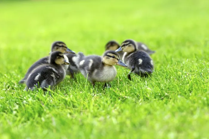 Framed Print : Wild duck chicks Mallard Anas platyrhyncos