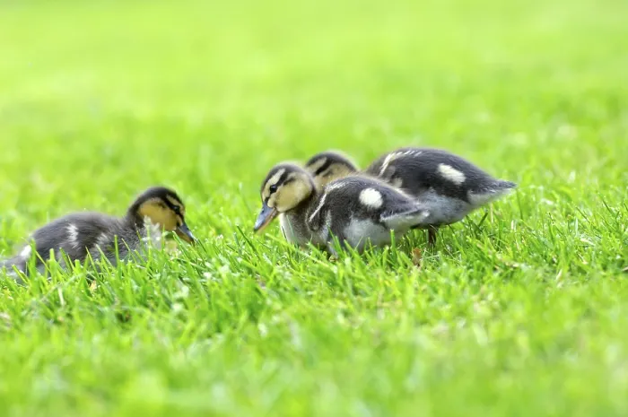 Framed Print : Wild duck chicks Mallard Anas platyrhyncos