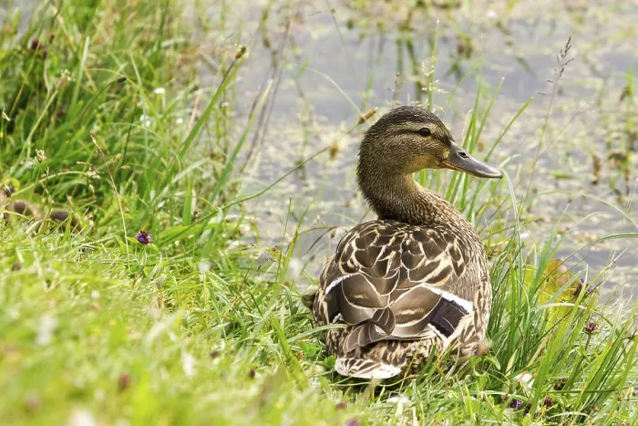 Framed Print : Wild duck in a grass beside the pond Framed Print : Wild duck in a grass beside the pond