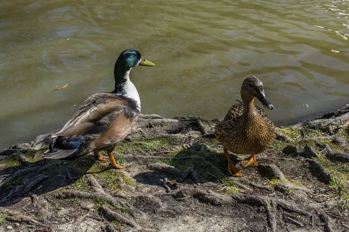 Framed Print : Wild ducks by the side of a pond
