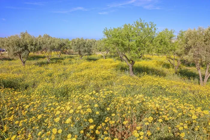 Framed Print : Wild flowers meadows blooming, Agrigento Framed Print : Wild flowers meadows blooming, Agrigento