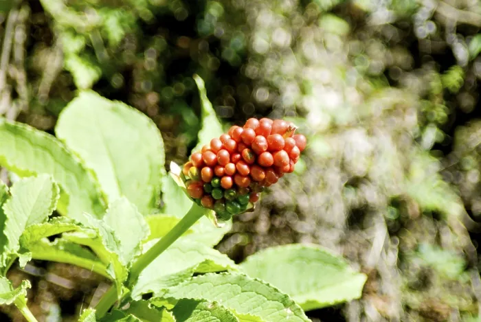Framed Print : Wild flowers seeds and fruits at Kaddukhal