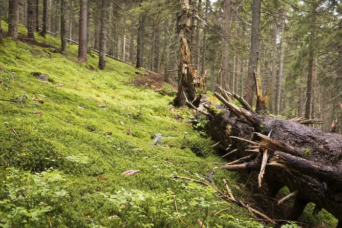 Framed Print : Wild forest on the hillside. Different types of moss Framed Print : Wild forest on the hillside. Different types of moss