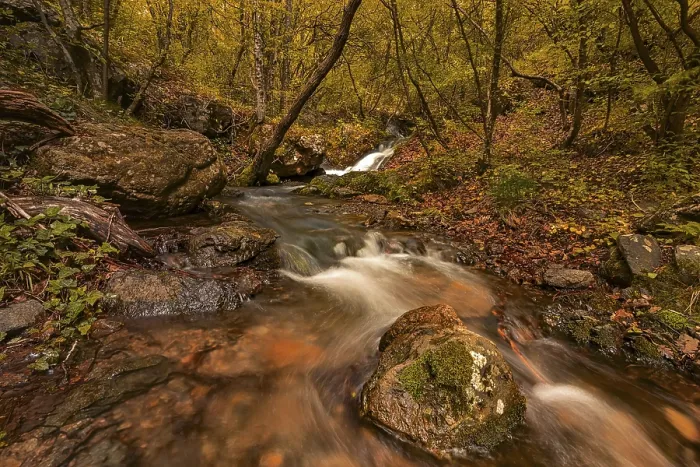 Framed Print : A wild forest with trees and a river Framed Print : A wild forest with trees and a river