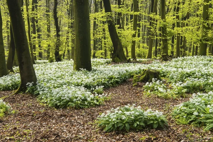Framed Print : Wild garlic (Allium ursinum) in bloom in a beech forest in spring Framed Print : Wild garlic (Allium ursinum) in bloom in a beech forest in spring