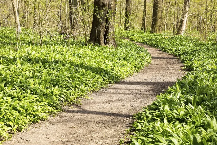 Framed Print : Wild garlic (Allium ursinum) on a forest path through the Burgaue