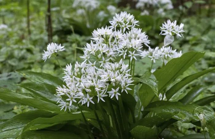 Framed Print : Wild garlic (Allium ursinum), Netherlands