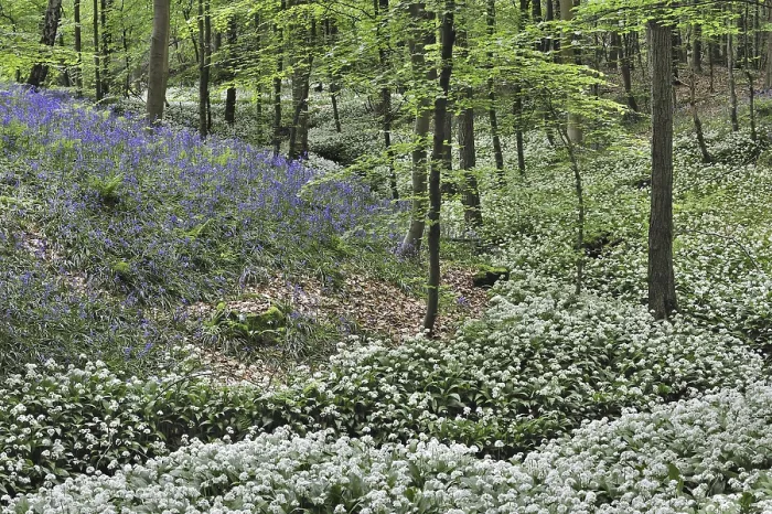 Framed Print : Wild garlic (Allium ursinum), Ramsons and bluebells flowering along forest brook in beech deciduous woodland