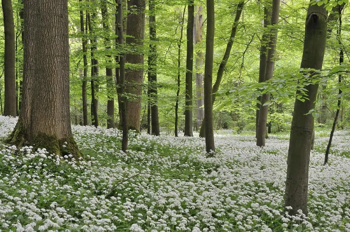 Framed Print : Wild garlic (Allium ursinursnum)