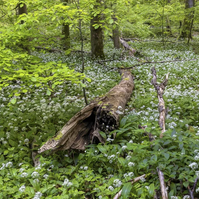 Framed Print : Wild garlic blossom in the Hainich National Park