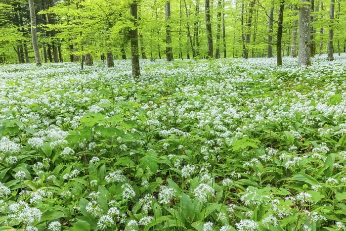 Framed Print : Wild garlic in flower (Allium ursinum) Framed Print : Wild garlic in flower (Allium ursinum)