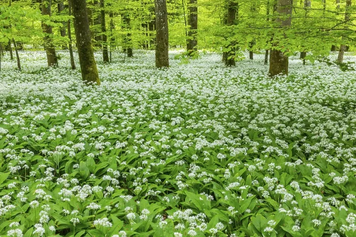 Framed Print : Wild garlic in flower (Allium ursinum) Framed Print : Wild garlic in flower (Allium ursinum)