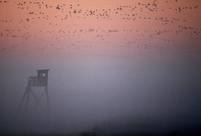 Framed Print : Wild geese at dawn in the morning haze Framed Print : Wild geese at dawn in the morning haze