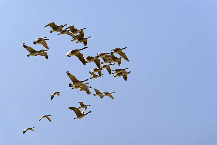 Framed Print : Wild geese in flight, Canada goose (Branta canadensis)
