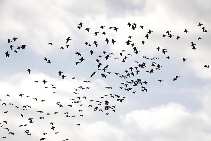 Framed Print : Wild geese in the sky, autumn, Saxony Framed Print : Wild geese in the sky, autumn, Saxony