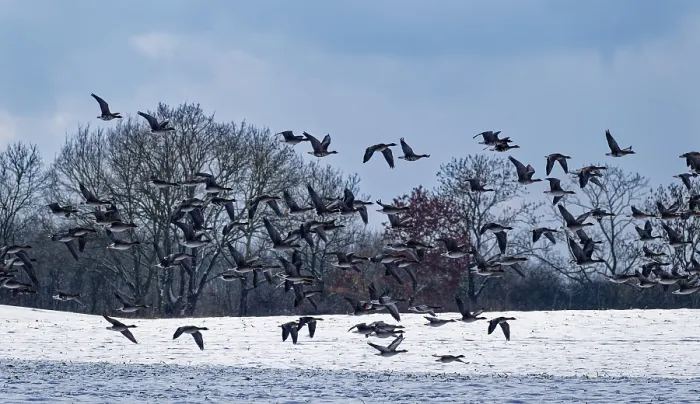Framed Print : Wild geese over a snow-covered field in the UNESCO Schaalsee Biosphere Reserve