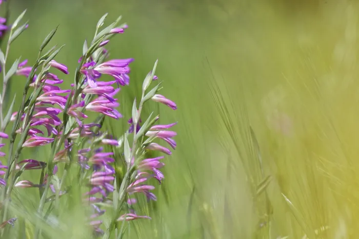 Framed Print : Wild gladiolus (Gladiolus illyricus)