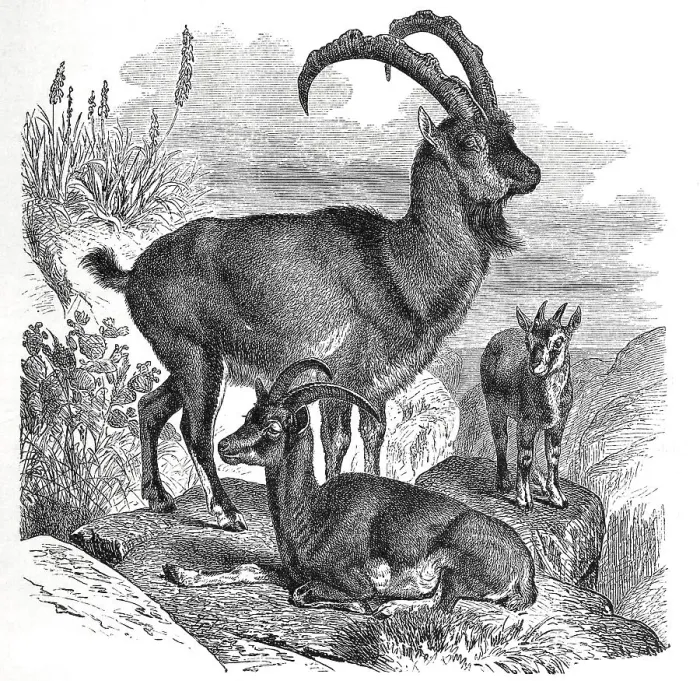 Framed Print : Wild goat (Capra aegagrus), is a species of mammal from the horned bearer family