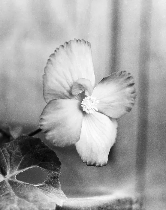 Framed Print : Wild Himalayan flower with leaf, Uttaranchal, India 1940's