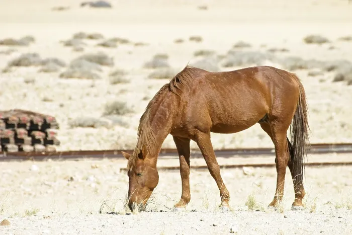 Framed Print : Wild horse in desert Namib, Aus, Namibia, Africa