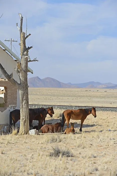 Framed Print : Wild horses at derelict Garub railway station building