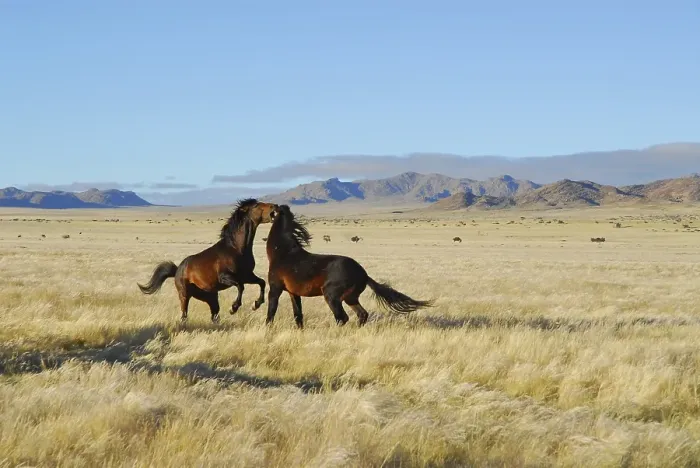Framed Print : Wild horses fighting in the Namib Desert