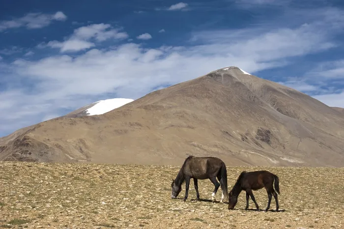 Framed Print : Wild horses at Himalaya mountains landscape