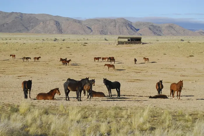 Framed Print : Wild horses in the Namib Desert Framed Print : Wild horses in the Namib Desert