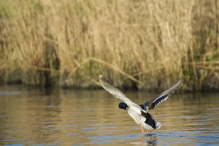 Framed Print : Wild male duck flying up from the water